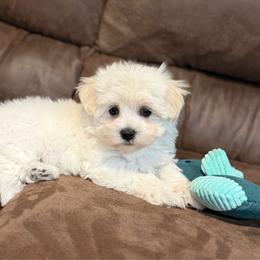 Chanel - White female Maltese puppy in Beebe, Arkansas from Cedar Hill Kennel
