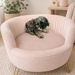 Catherine - Merle female Cavapoo puppy in Thorndale, Texas from Hattie’s Texas Cavapoos