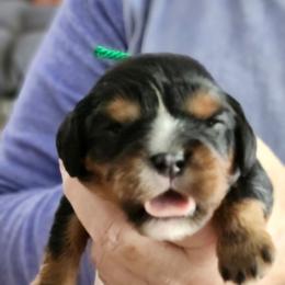 Ellen - Black and tan female Cavalier King Charles Spaniel puppy in Waterloo, Iowa from Muddy Paws Cavaliers