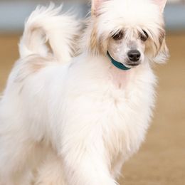 Chinese Cresteds, Poodles, and Xoloitzcuintli from Feathers End Kennels