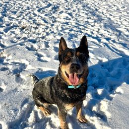 Skye - Australian Cattle Dog