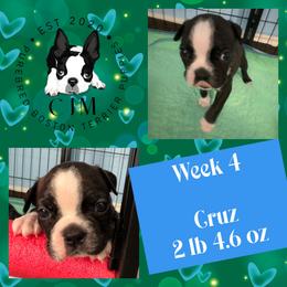 Cruz - Black brindle and white male Boston Terrier puppy in Jupiter, Florida from CJM Boston and Boxer Puppies
