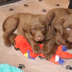 Chesapeake Bay Retriever Puppies from Colorado River Retrievers