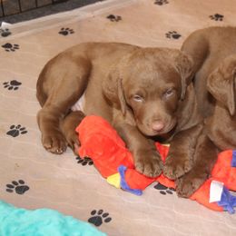 Chesapeake Bay Retriever Puppies from Colorado River Retrievers