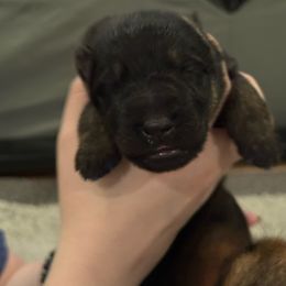 Boy 5 - Bi-color male German Shepherd puppy in Murrieta, California from Von Plateau