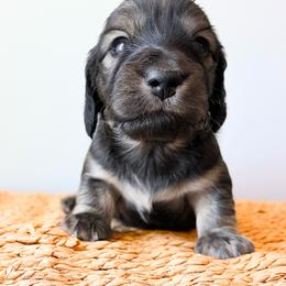 Ranger 3750 - Cream male Dachshund puppy in Sylvania, Alabama from Yancey’s Doxies