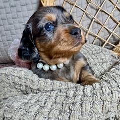 Joleen - Dapple female Dachshund puppy in Tucson, Arizona from Ritzi’s Doxies