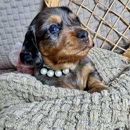 Joleen - Dapple female Dachshund puppy in Tucson, Arizona from Ritzi’s Doxies