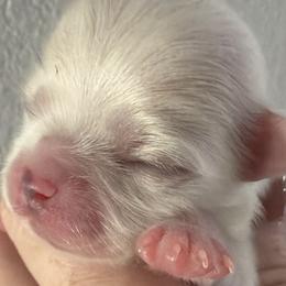 CLARA KOREAN DOLLFACE  TINY - White female Maltese puppy in Orlando, Florida from Denise’s Puppies