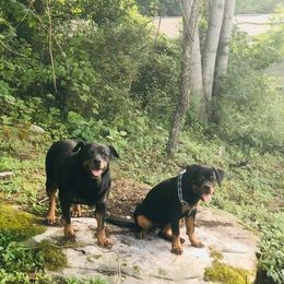 Rottweiler All Grown Up from Lexi’s Dream