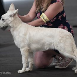 Berger Blanc Suisse Puppies from Moro Shepherds
