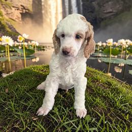 BART - Parti male Poodle puppy in Port Orange, Florida from Daytona’s Standard Poodles