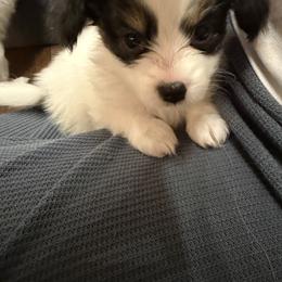 Papillon Puppies from Cloud Papillon