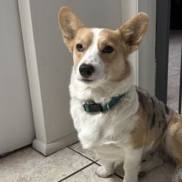 Mari - American Corgi
