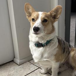 Mari - American Corgi