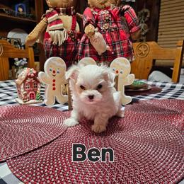 Buddy - White male Maltese puppy in Terrell, Texas from PBJ Farms