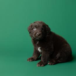 Chestnut - Red tri-color male Australian Shepherd puppy in Kathleen, Georgia from CM Farm