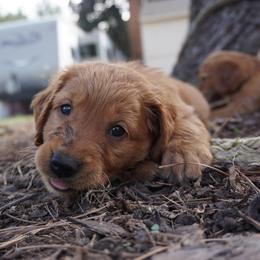 Denali - Dark golden female Golden Retriever puppy in Beaverdam, Virginia from Red Ridge Retrievers