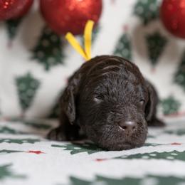 Reverie - Brown female Poodle puppy in Spring Branch, Texas from Mezzo Poodles