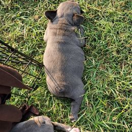 Boston Terrier and French Bulldog Puppies from Freedom Bostons