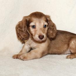 Riley 4500 - Cream female Dachshund puppy in Coldwater, Mississippi from Mississippi Shorties Miniature Dachshunds