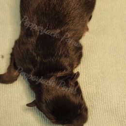 Pomeranian Puppies from PepperJack Poms