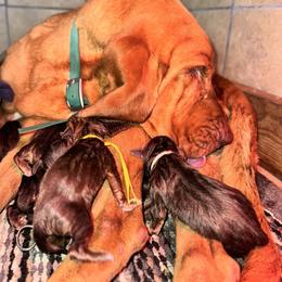 Blue boy - Liver and tan male Bloodhound puppy in Conway, Missouri from Ozark Mountain Kennel