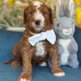 Larry - Red  male Goldendoodle puppy in Yuciapa, California from AlltheDoodlez_