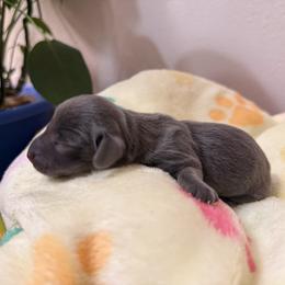 Blue and cream girl - Blue and cream female Dachshund puppy in Centralia, Washington from FairyTail Dachshunds