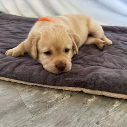 Orange collar - Yellow male Labrador Retriever puppy in Big River, California from Cozy Acres Farm Labradors