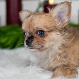 Hunter - Merle male Chihuahua puppy in Barnesville, Pennsylvania from Dachsy