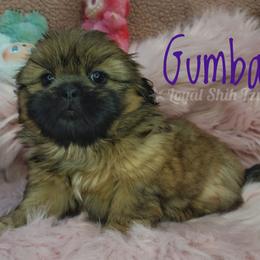 Gumball - Black and tan male Shih Tzu puppy in Peoria, Arizona from Loyal Shih Tzu