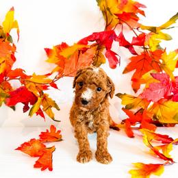 Ms Purple - Red  female Goldendoodle puppy in Kissimmee, Florida from Poodle Doodle Kennels
