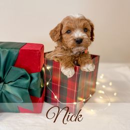 Nick - Red  male Goldendoodle puppy in Melba, Idaho from KZ Doodles