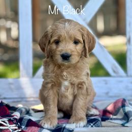 Mr Black - Apricot male Goldendoodle puppy in South Jordan, Utah from JD Goldendoodles