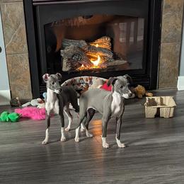 Italian Greyhound Puppies from Coccolare Italian Greyhounds