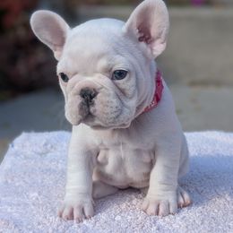 Aspen - White female French Bulldog puppy in Delafield, Wisconsin from Bishop Bullyz