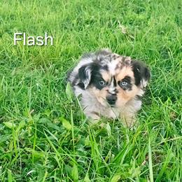 Flash - Blue merle male Australian Shepherd puppy in Owensboro, Kentucky from JnT's Bluegrass Mini Aussies