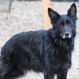 Vira - Black female German Shepherd puppy in Garrett, Indiana from Devil-Dog Shepherds