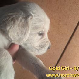 Gold Girl - Light golden female Golden Retriever puppy in Peoria, Arizona from Nordic Woof's Golden Retrievers