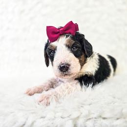 Scarlett - Black and white female Bernedoodle puppy in Gaylord, Michigan from Dog Mom Co. Doodles