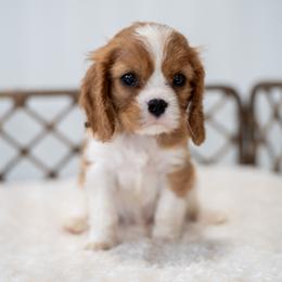 Jack (AKC) - Blenheim male Cavalier King Charles Spaniel puppy in Seymour, Missouri from Country View Cavaliers