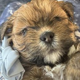 Lhasa Apsos from Lhasa Loves by the Stewarts
