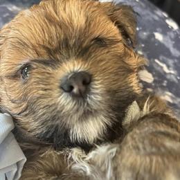 Lhasa Apsos from Lhasa Loves by the Stewarts