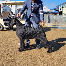 Giant Schnauzer All Grown Up from Hearthmore Giant Schnauzers