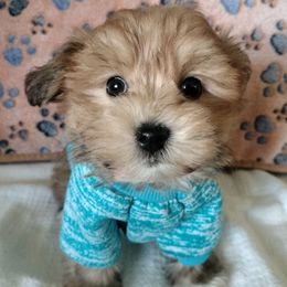 Curry - Gold sable male Havanese puppy in New Castle, Colorado from Havanese Havaton Pups