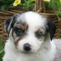 Girl 1 - Blue merle female Miniature Australian Shepherd puppy in Fairview, South Dakota from Dakota Toy Aussies