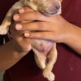 Golden Retriever Puppies from 13 GORGEOUS Goldens