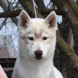 Akira - Red and white Siberian Husky puppy in Randall, Minnesota from Echoing Wind siberians