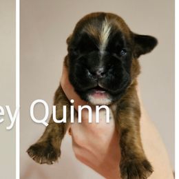 Girl 4 - Brindle female Boxer puppy in Piedmont, South Carolina from SmashBox Kennel